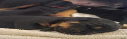 Rottweiler dogs for sale: 3 adorable rottweiler girls  - Advert 10