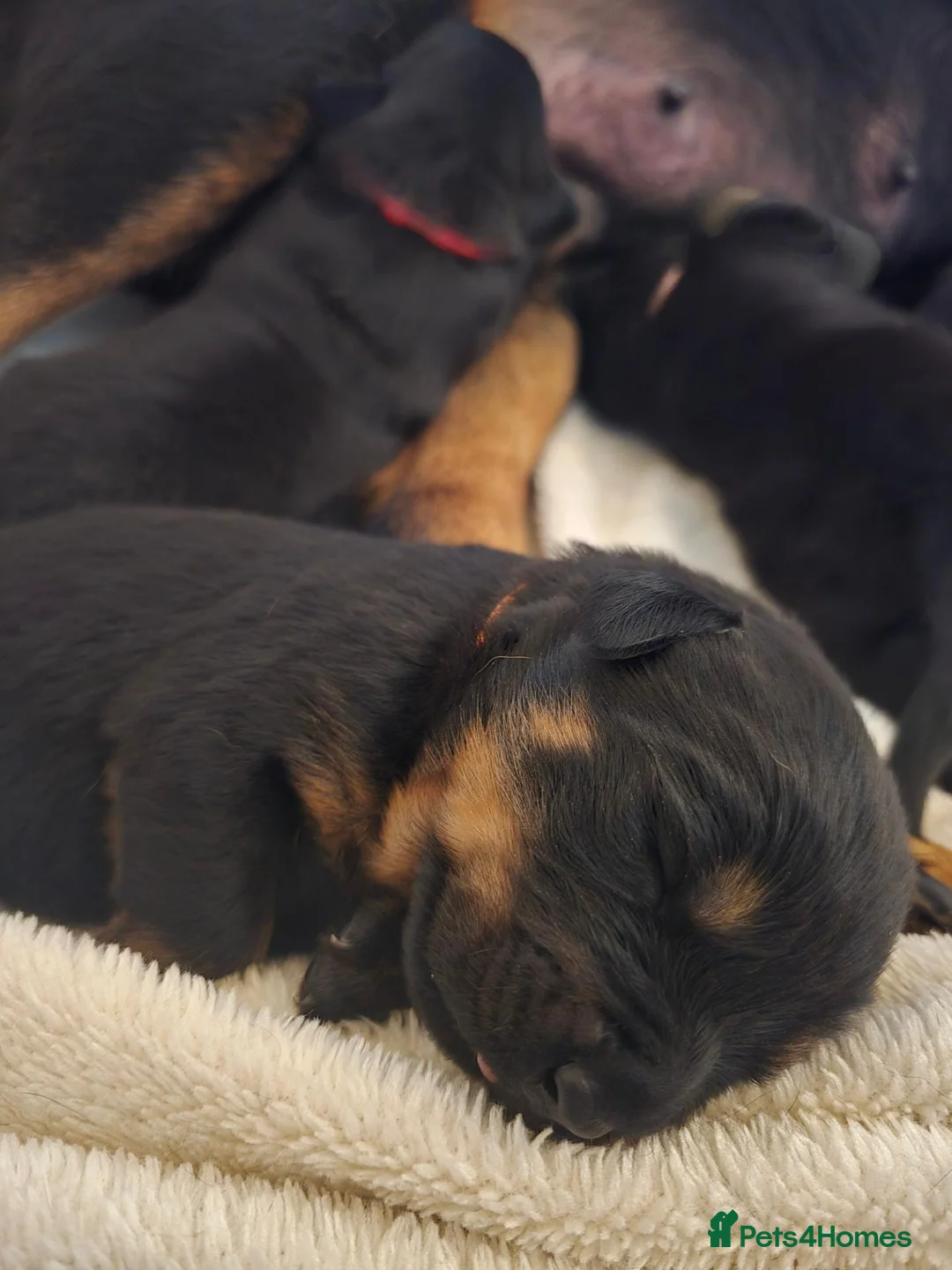 Rottweiler dogs for sale: 3 adorable rottweiler girls  - Advert 10