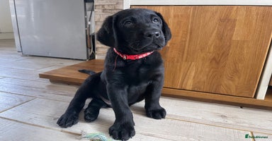 Labrador Retriever dogs - Advert 12