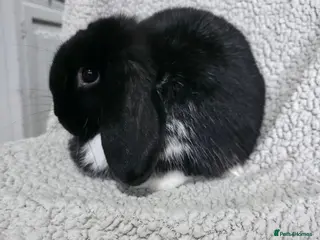 Mini Lop rabbits mini lops looking for a loving home - Advert 18