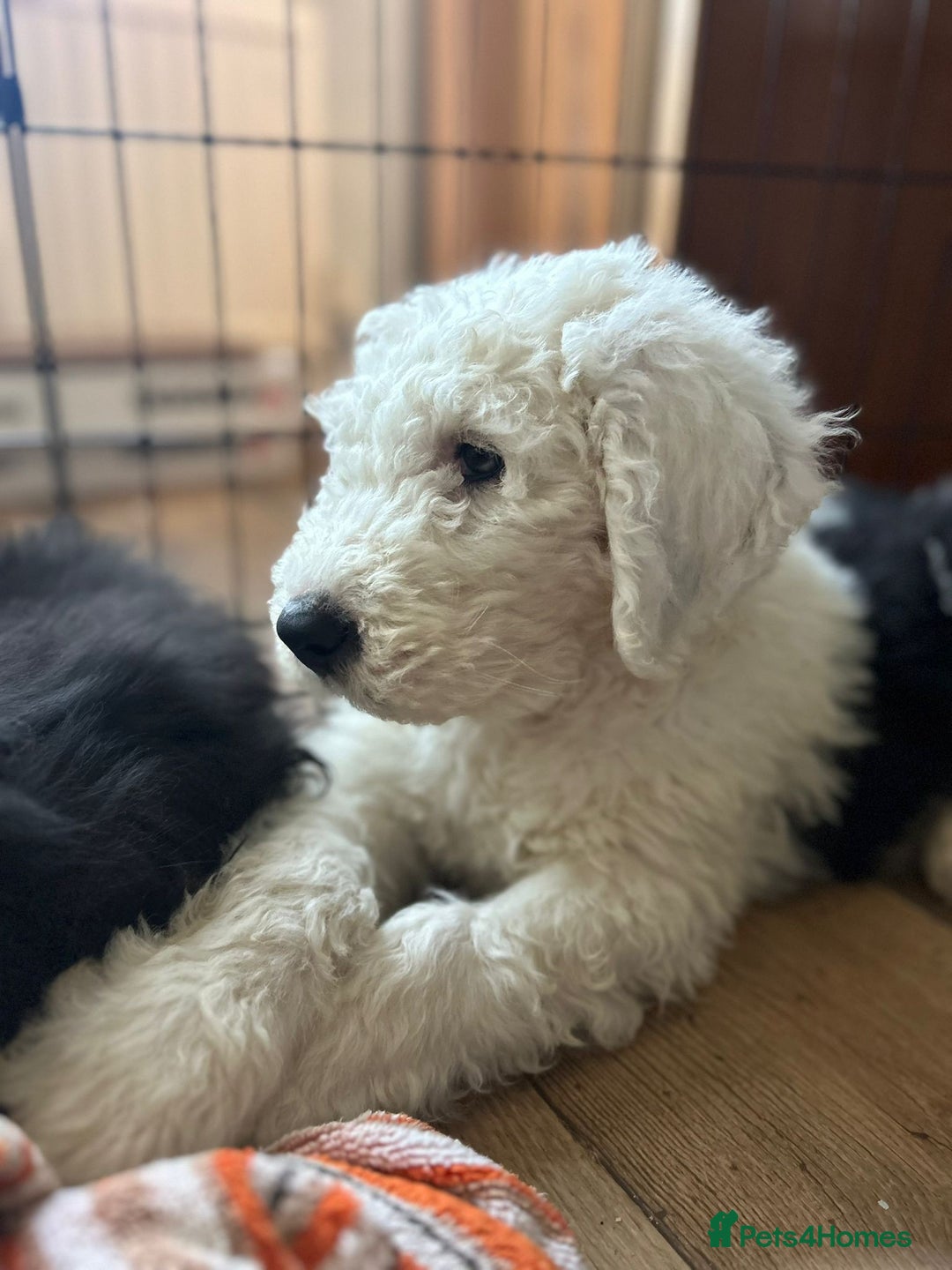 Old English Sheepdog dogs for sale: Kc Registered Old English Sheepdogs  - Advert 11