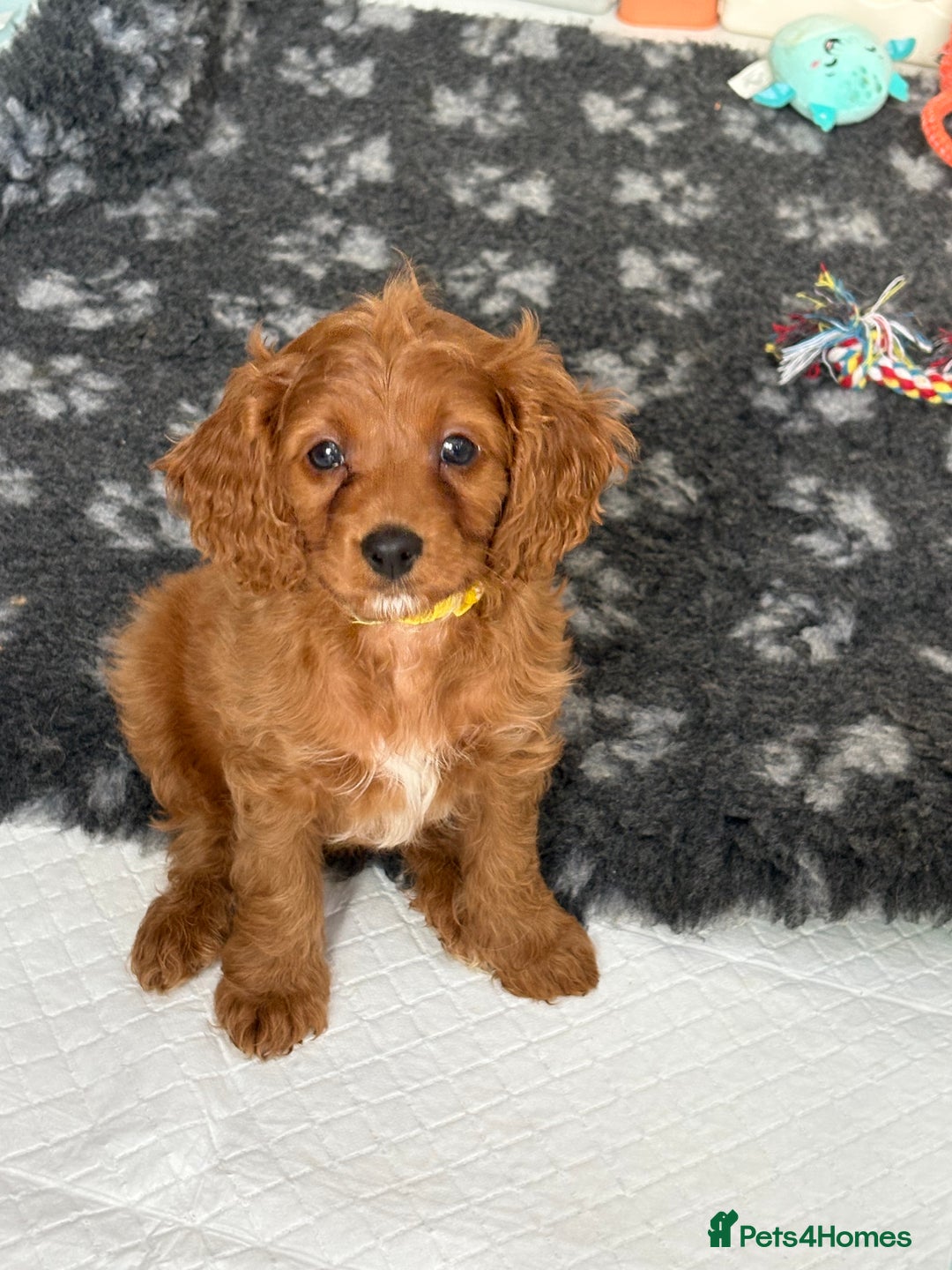 Cavapoo dogs for sale: READY NOW!! F1 Cavapoos  - Image 12