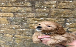 Cavapoo dogs for sale: Cavapoos puppies  - Image 14