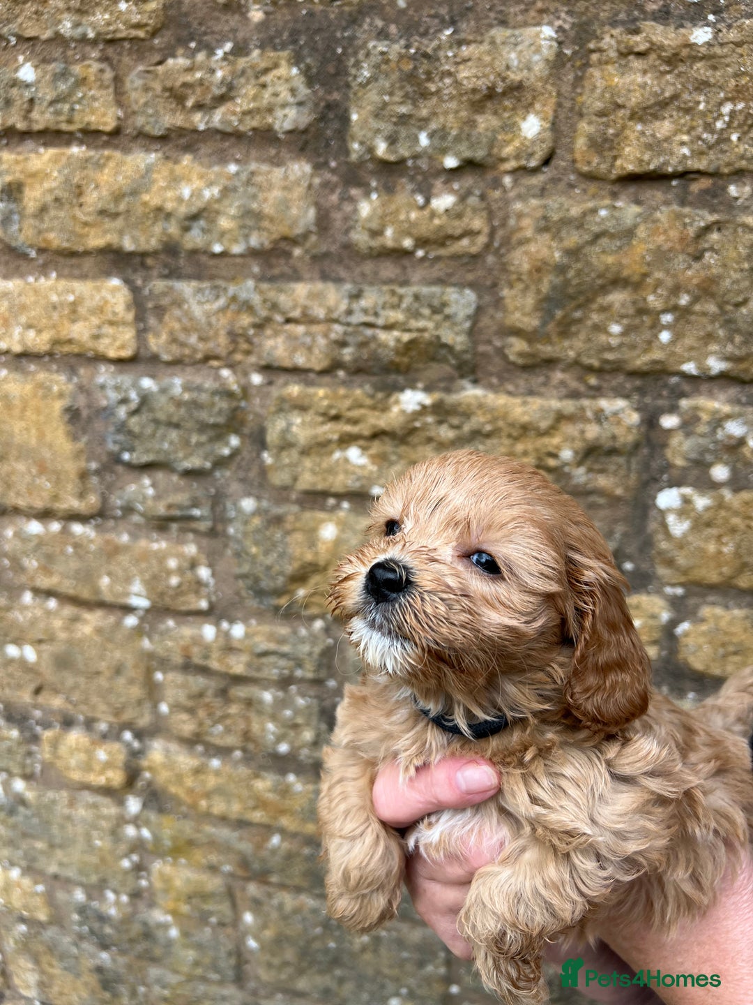 Cavapoo dogs for sale: Cavapoos puppies  - Image 14