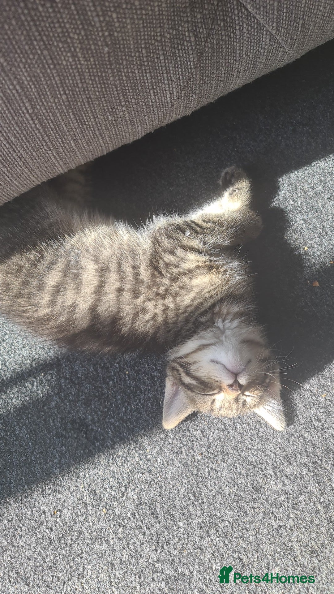 British Shorthair cats British shorthair  - Advert 1