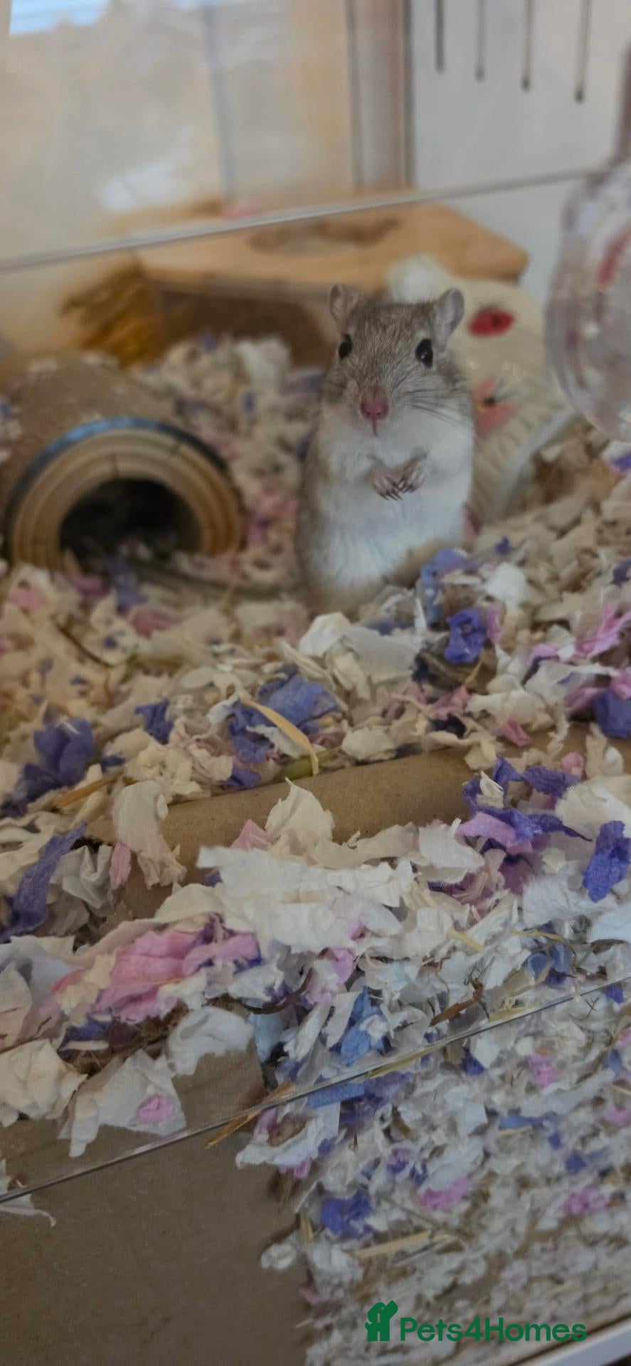 Gerbil rodents 2 female Gerbils  - Advert 2