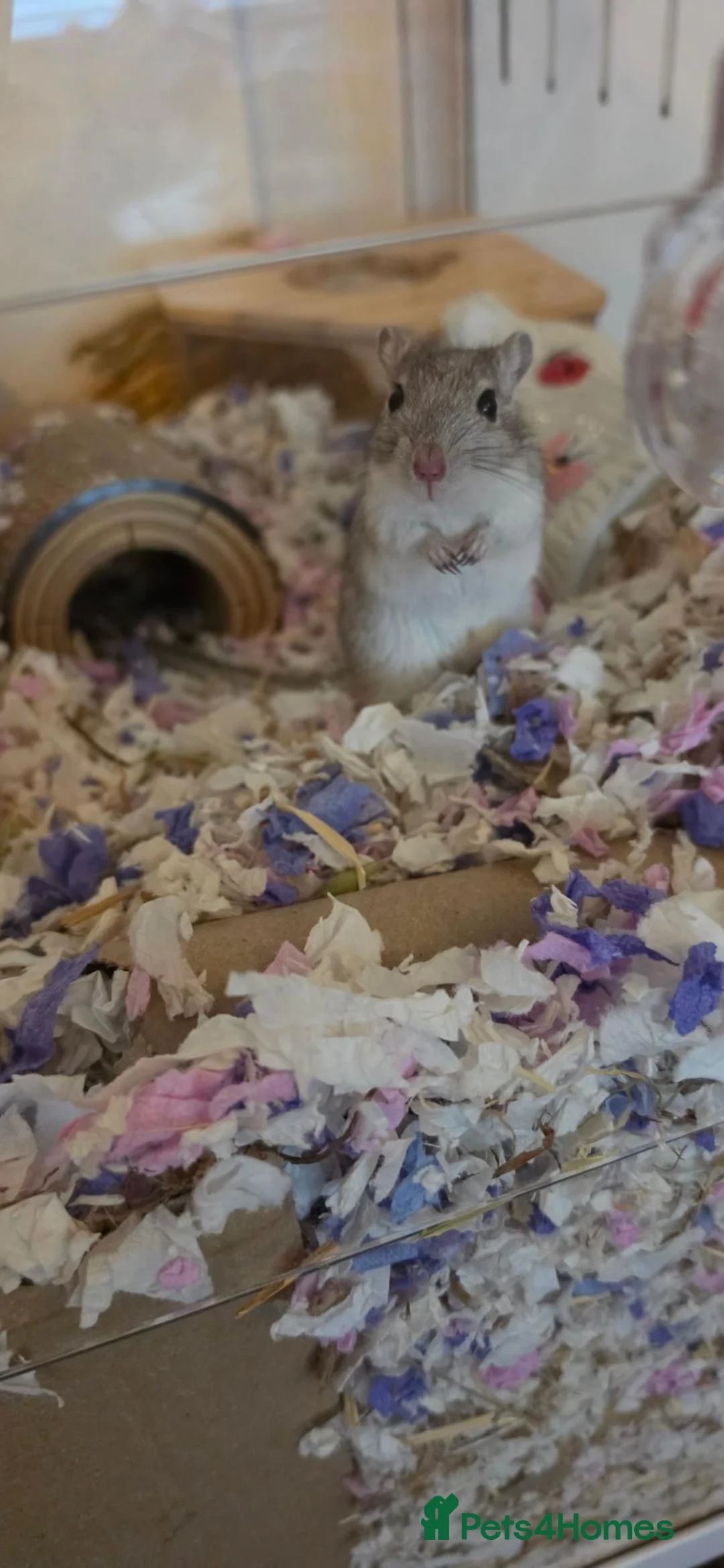 Gerbil rodents for sale: 2 female Gerbils  - Advert 2
