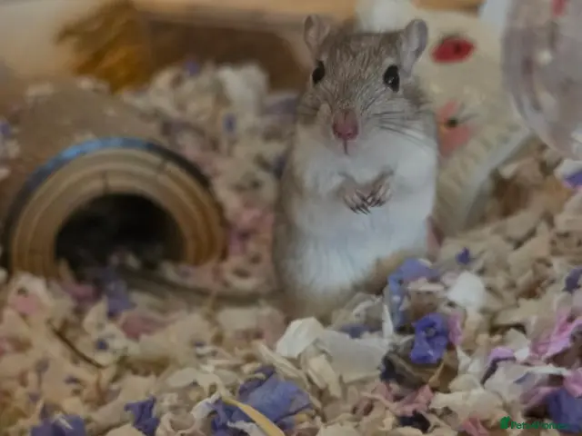 Gerbil rodents 2 female Gerbils - Advert 2