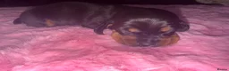 Miniature Dachshund dogs for sale: Gorgeous mini dachshund pups  - Advert 14
