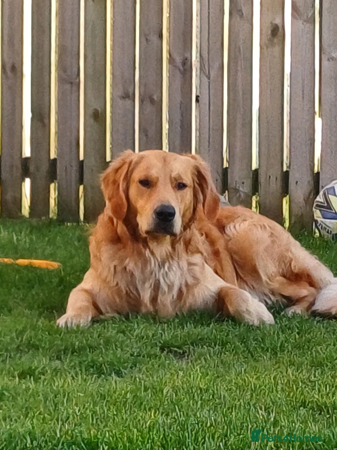 Golden Retriever dogs for stud: Beau - Stunning Golden Retriever for Stud Glasgow in Glenboig - Advert 2