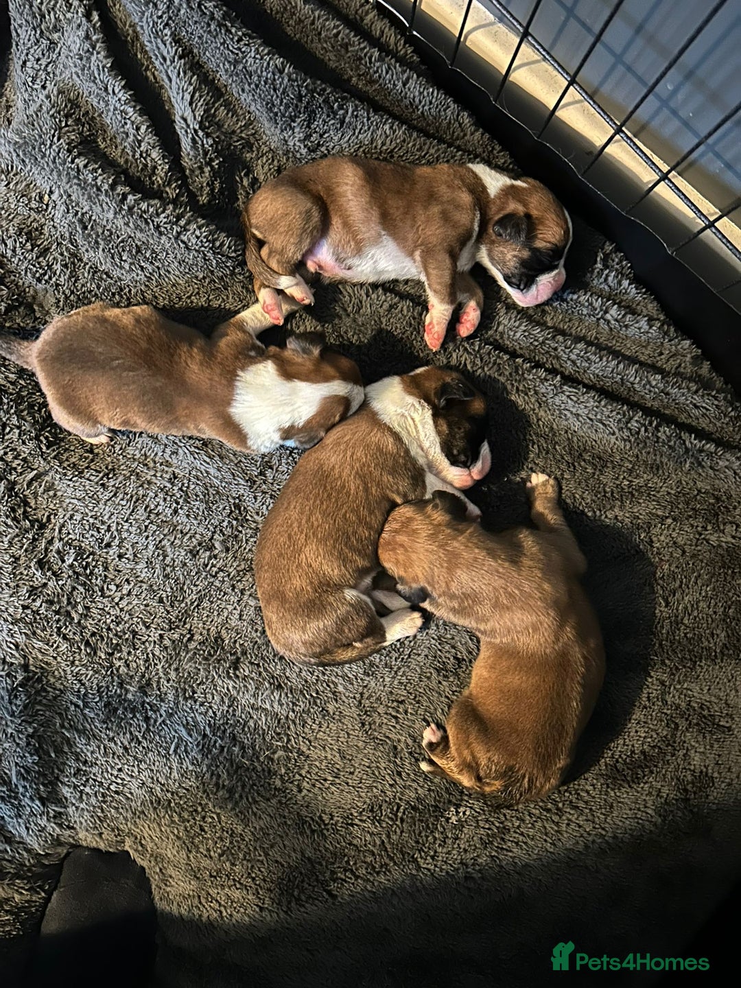 Boxer dogs for sale: Boxer babies - Advert 9