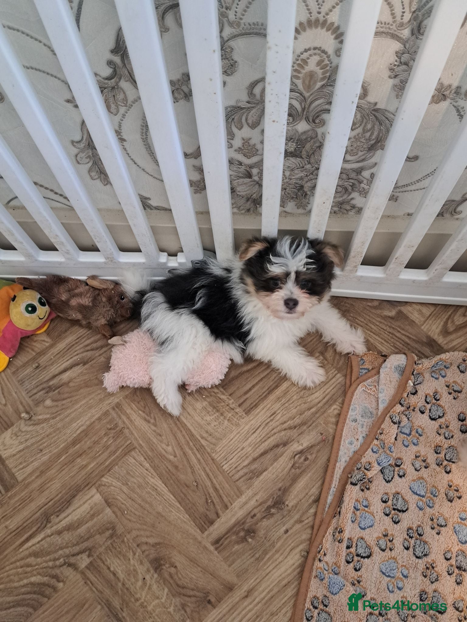 Mixed Breed dogs BEAUTIFUL POMCHON PUPS  FOR SALE - Advert 1