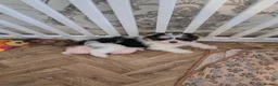 Mixed Breed dogs for sale: BEAUTIFUL POMCHON PUPS  FOR SALE - Advert 10