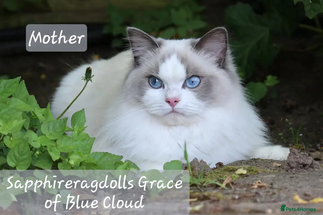 Ragdoll cats for sale: Show-class kittens ready for new homes! - Advert 13