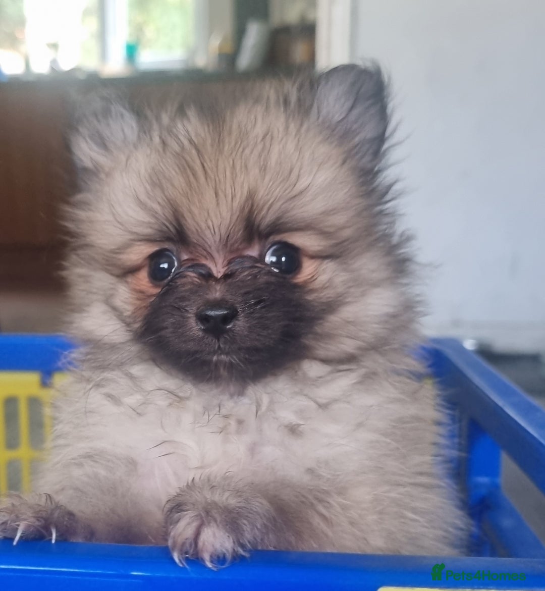 Pomeranian dogs for sale: Xxs Pomeraniums  - Image 37