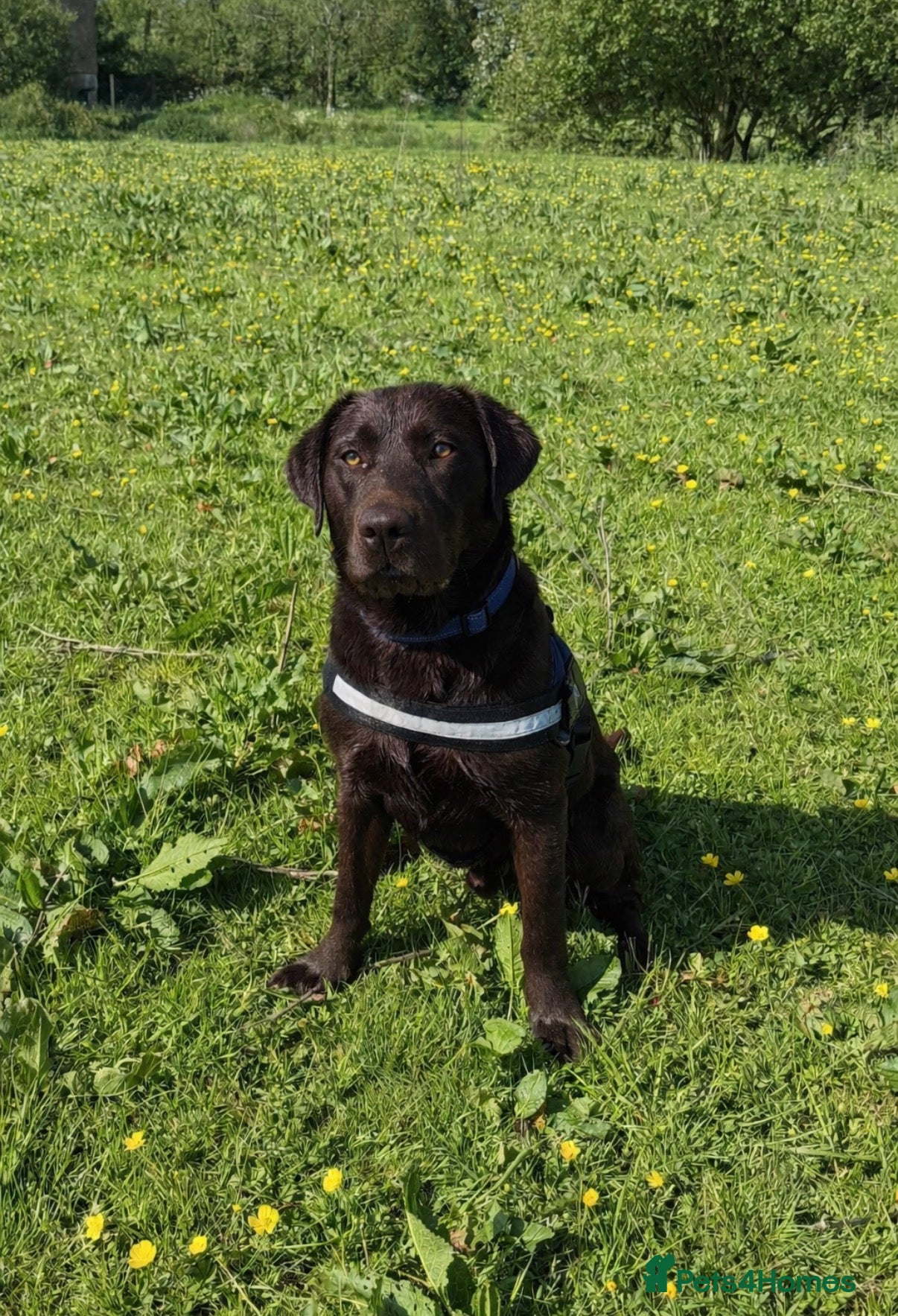 Labrador Retriever dogs Chocolate lab stud in Whitland - Advert 4