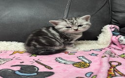 British Shorthair cats for sale: GCCF Reg BSH Silver Tabby & Spotted kittens - Advert 16