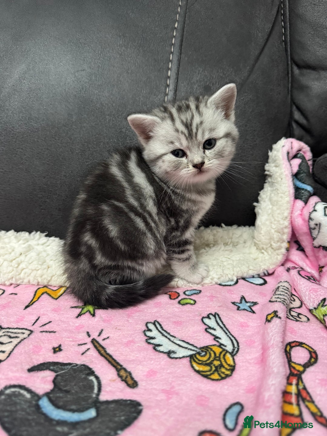 British Shorthair cats for sale: GCCF Reg BSH Silver Tabby & Spotted kittens - Advert 16