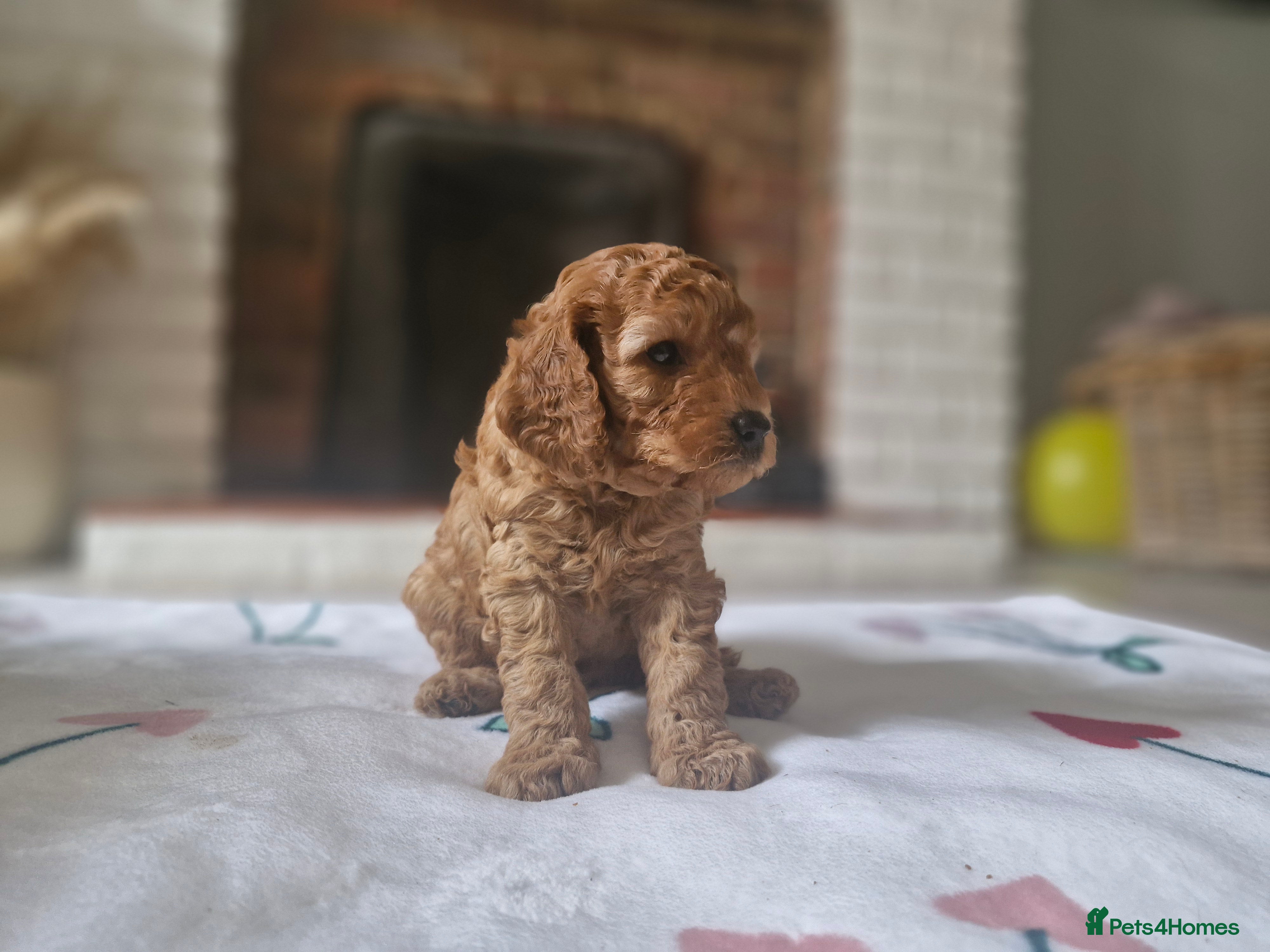 Cavapoo dogs Beautiful F1b Cavapoo boys looking for loving home in Southampton - Advert 1