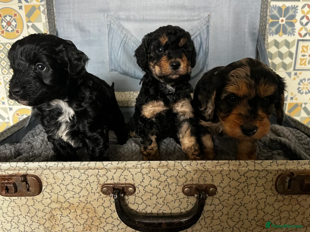 Cockapoo dogs for sale: Cockapoo’s ready beginning of April in Stoke-on-Trent - Advert 6
