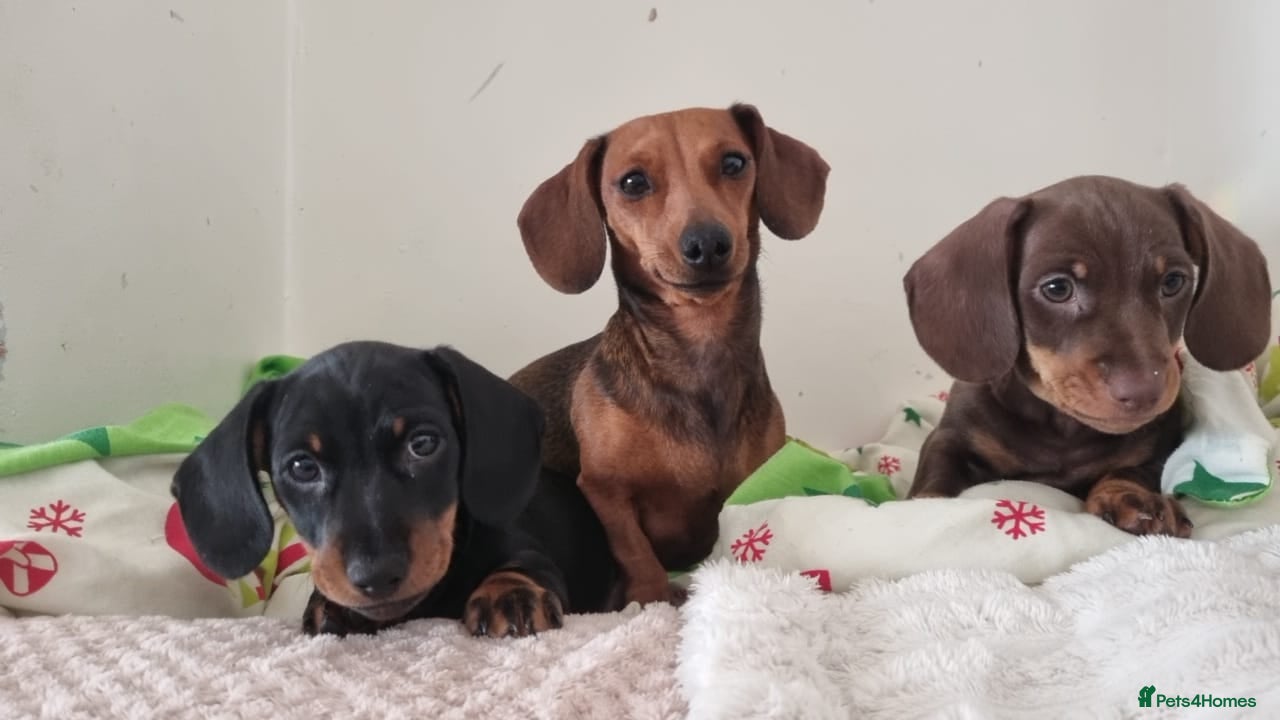 Miniature Dachshund dogs Miniature dachshund  - Advert 17