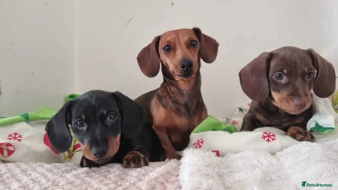 Miniature Dachshund dogs for sale: Miniature dachshund  in Swansea - Advert 1