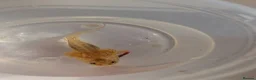 Axolotl reptiles for sale: Beautiful clutch of baby hypo Axolotls  - Advert 5