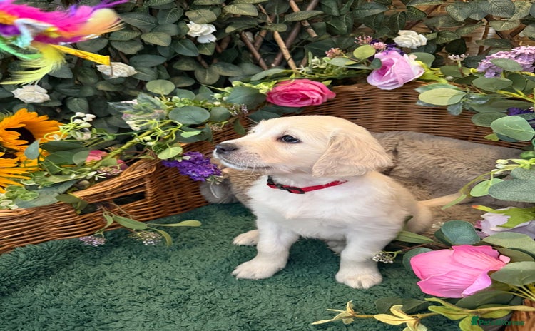 Golden Retriever dogs - Advert 2