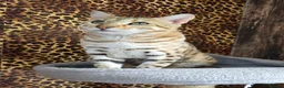 Bengal cats for sale: Waiting list open for kittens 2026-expecting 27.01 - Advert 20