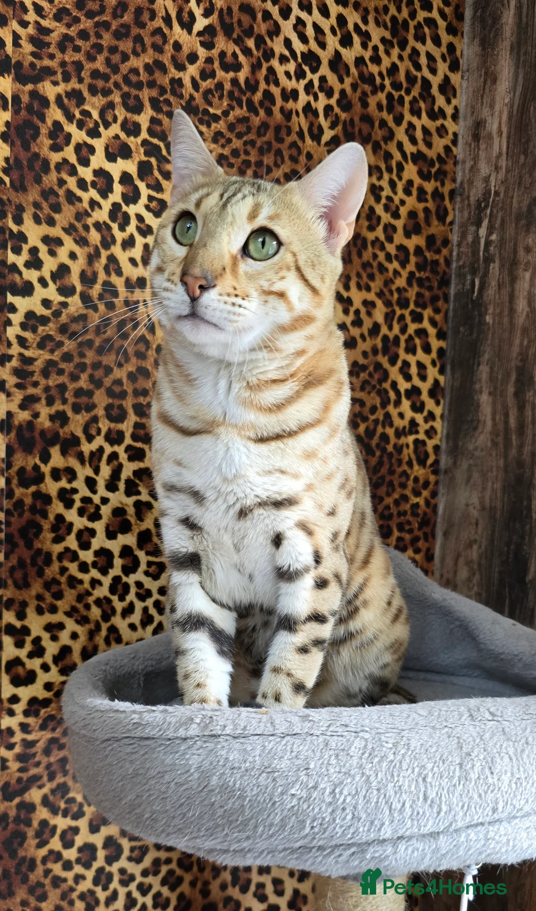 Bengal cats for sale: Waiting list open for kittens 2026-expecting 27.01 - Advert 20
