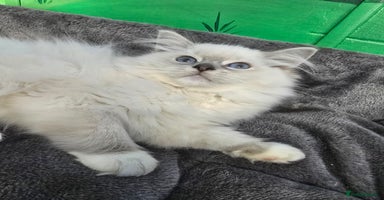 Ragdoll cats - Advert 1