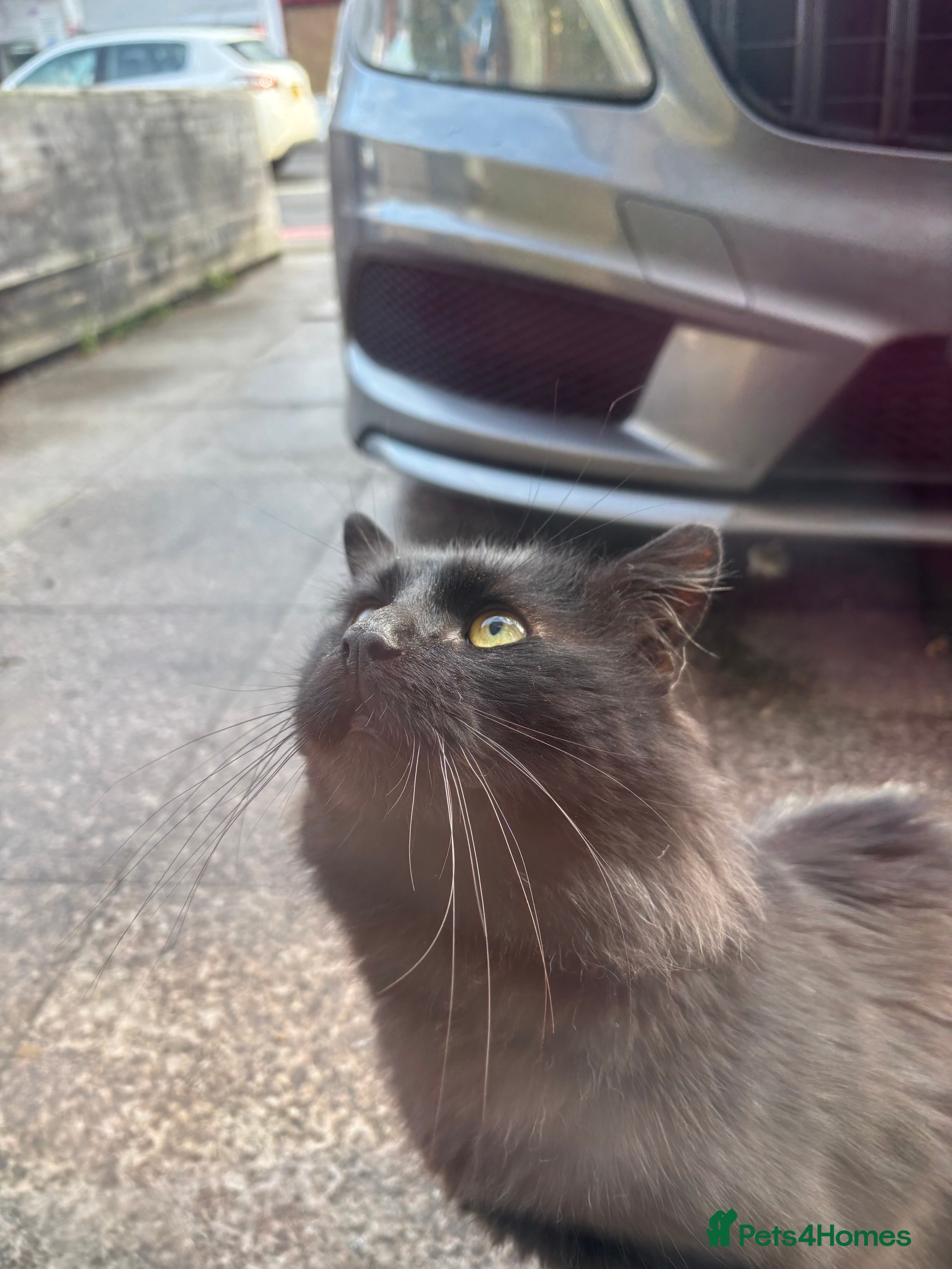 Norwegian Forest Cat cats handsome Norwegian forest cat looking for new home - Advert 1