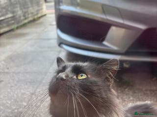 Norwegian Forest Cat cats handsome Norwegian forest cat looking for new home - Advert 2