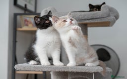 British Shorthair cats for sale: Stunning pastel calico BSH fully vaccinated - Image 5