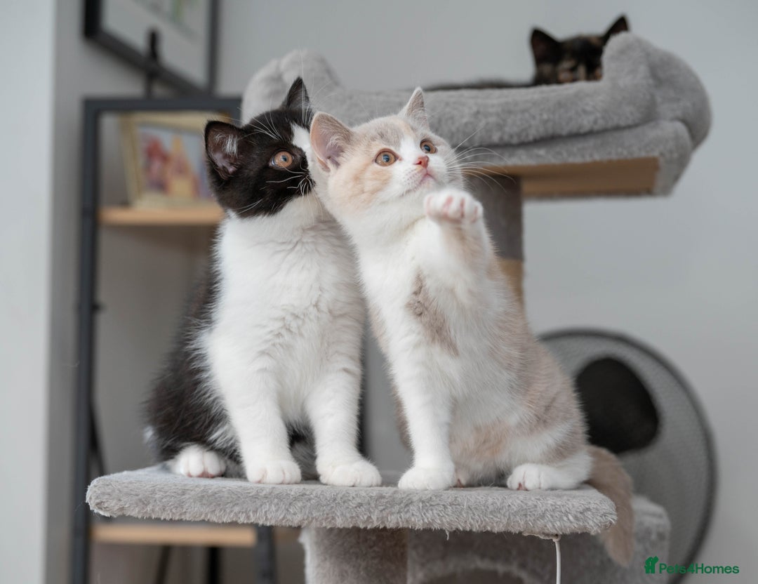 British Shorthair cats for sale: Stunning pastel calico BSH fully vaccinated - Image 5
