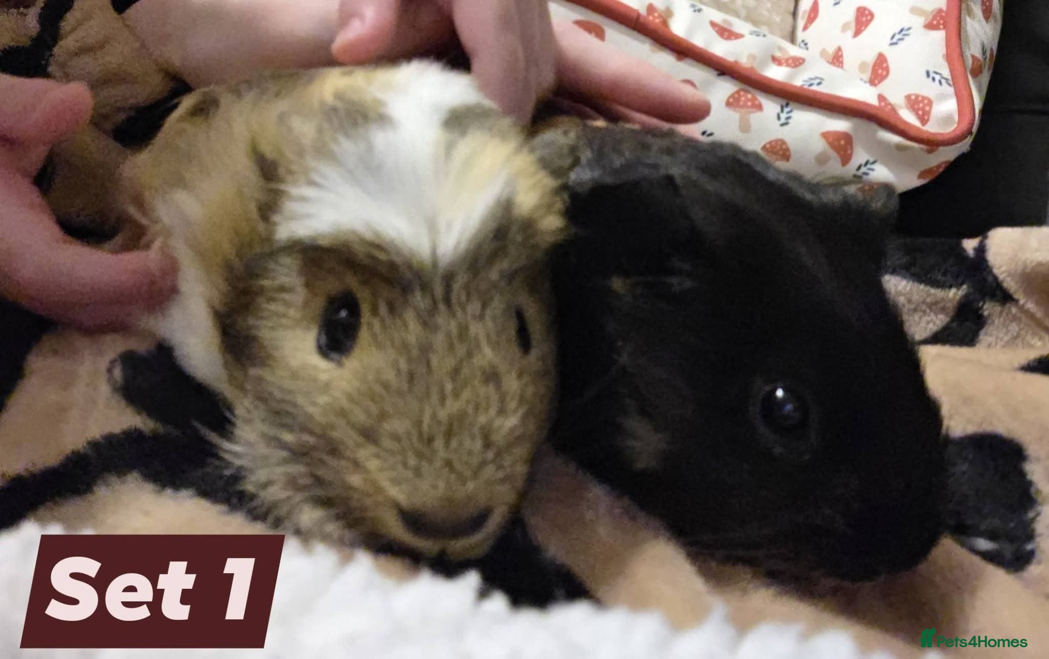 Mixed Breed reptiles Male guinea pigs  - Advert 1