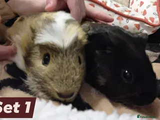 Mixed Breed reptiles Male guinea pigs - Advert 1
