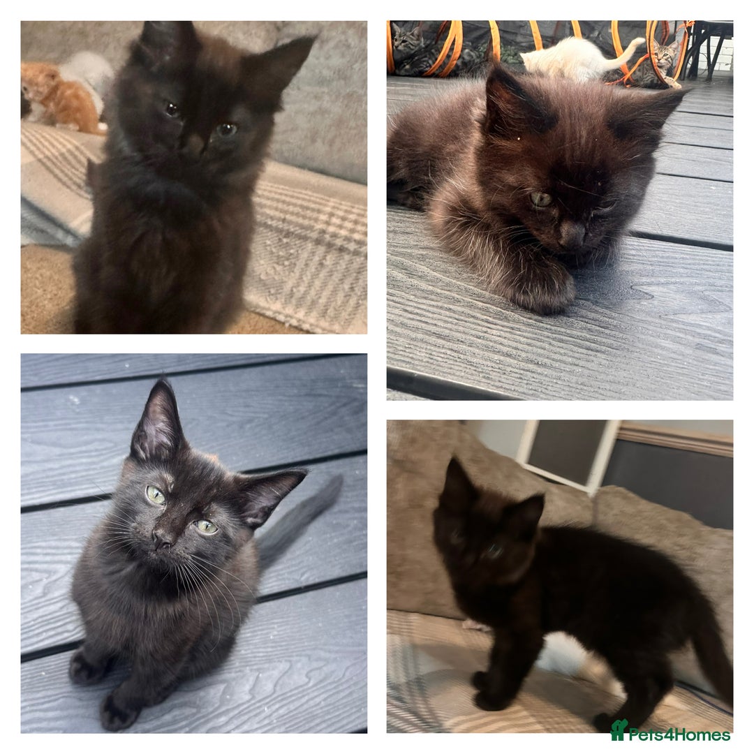 Ragdoll cats for sale: 🐈‍⬛ Beautiful majestic black kittens 🐈‍⬛ - Image 1