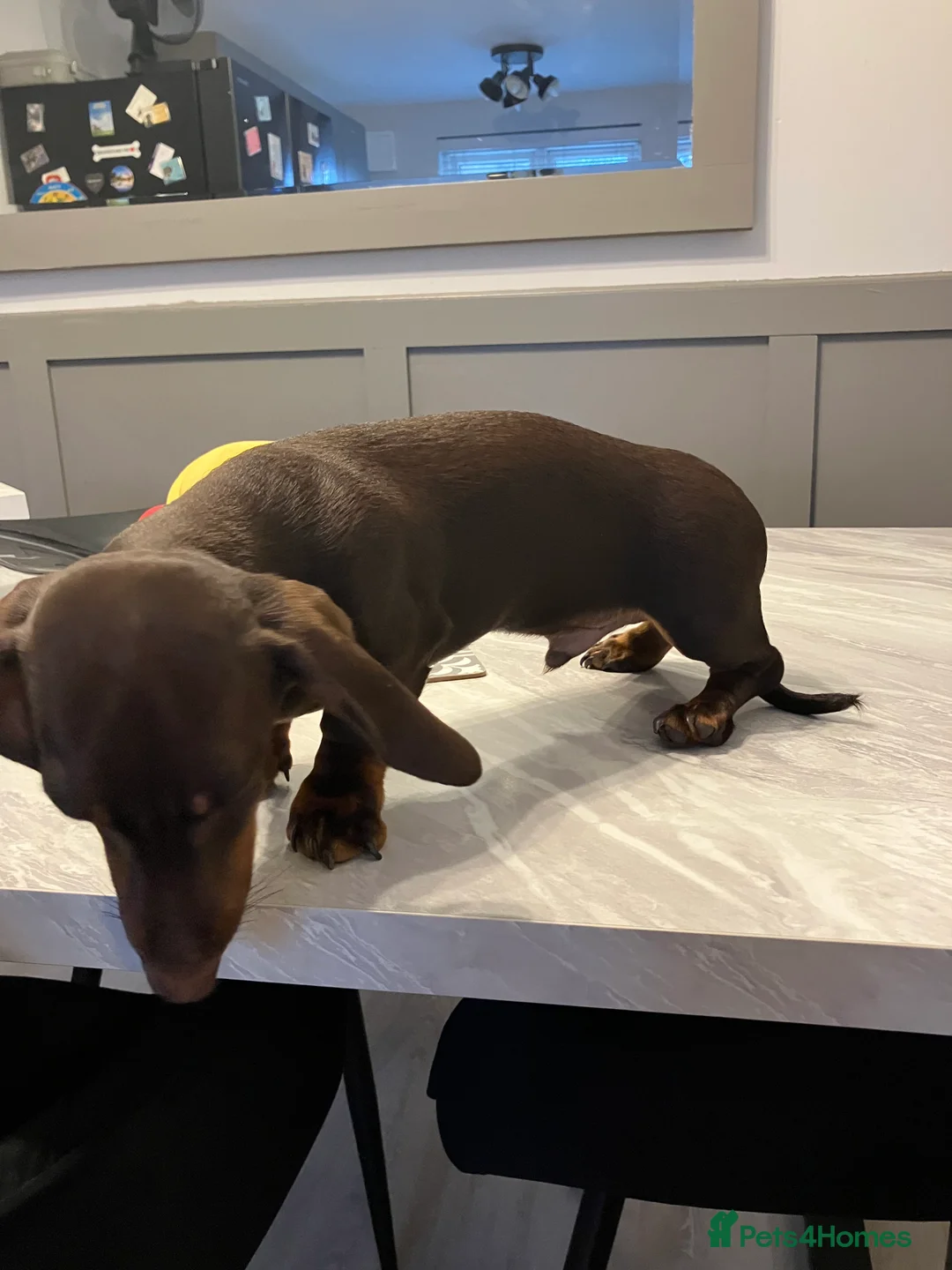 Miniature Dachshund dogs for stud: STUD 2 KC registered Miniature Dachshunds  - Advert 12