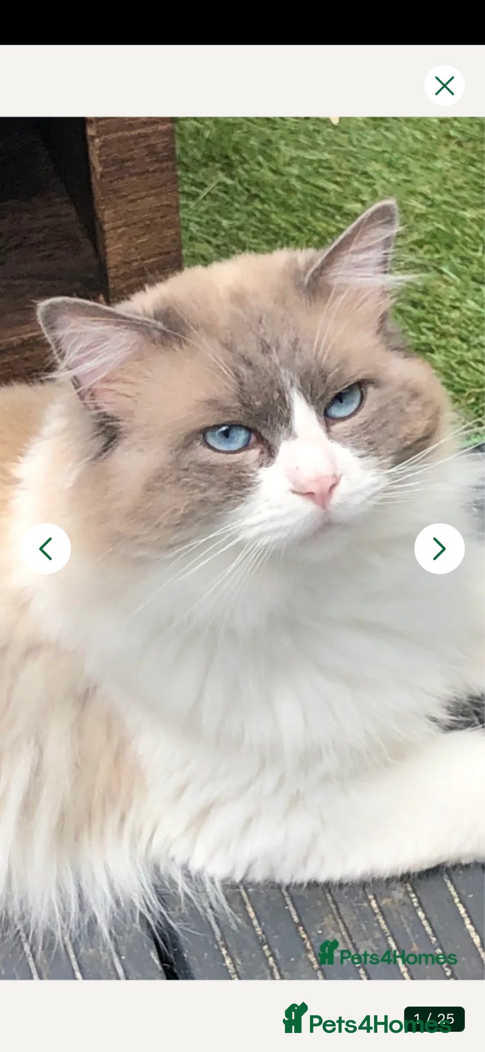 Ragdoll cats for sale: Ragdoll kittens ready 11th June after vet check - Advert 17