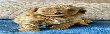 Shihpoo Puppy 1