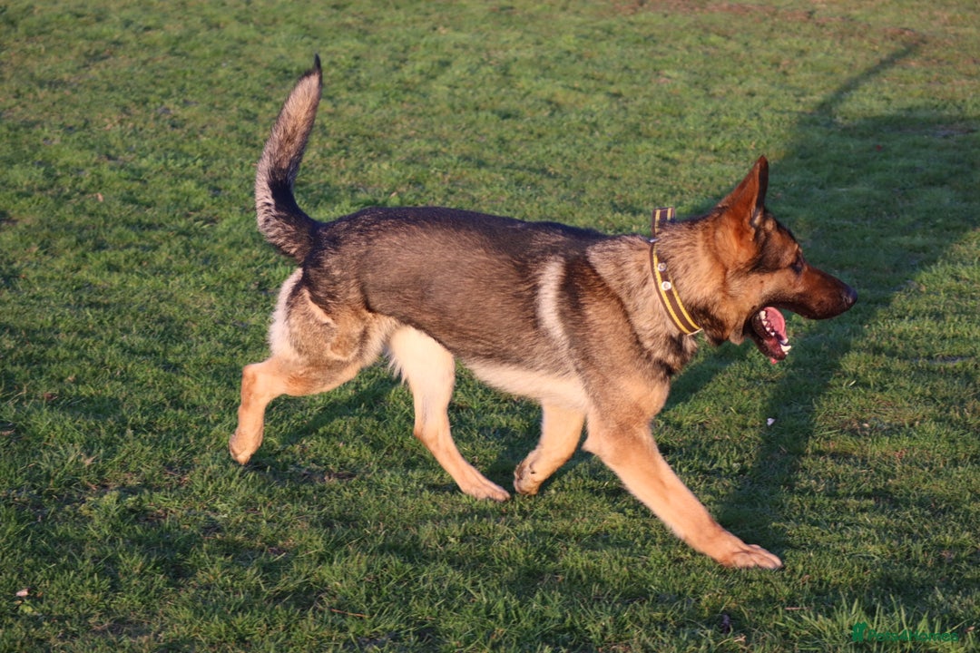 German Shepherd dogs for sale: Chewbacca the handsome gsd  - Advert 1