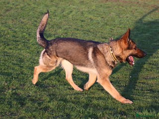 German Shepherd dogs Chewbacca the handsome gsd - Advert 4