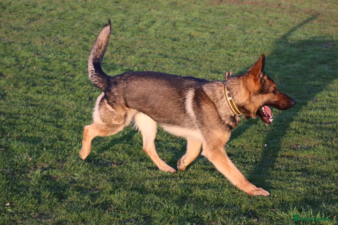 German Shepherd dogs for sale: Chewbacca the handsome gsd  - Advert 1