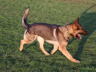 German Shepherd dogs Chewbacca the handsome gsd - Advert 5