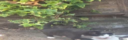 Mixed Breed cats for sale: One little boy look for nice family  - Advert 3