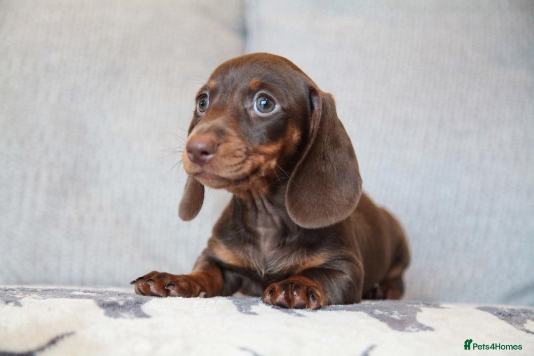 Miniature Dachshund dogs for sale: KC CHOCOLATE MINIATURE DACHSHUNDS -5 STAR LICENSED - Image 13
