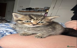 Mixed Breed cats for sale: British shorthair X British shorthair x Tabby - Image 9