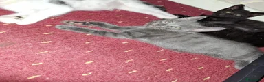 Grey female 