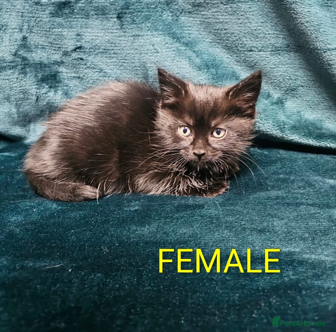 Mixed Breed cats for sale: Adorable Kittens Available – 8 Weeks Old! 🐾 - Advert 9